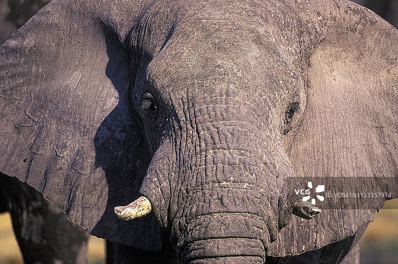 莫雷米禁猎区奥卡万戈，大象特写图片素材