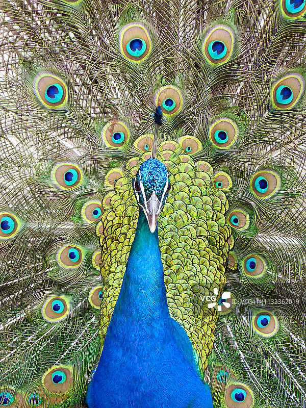 孔雀炫耀图片素材