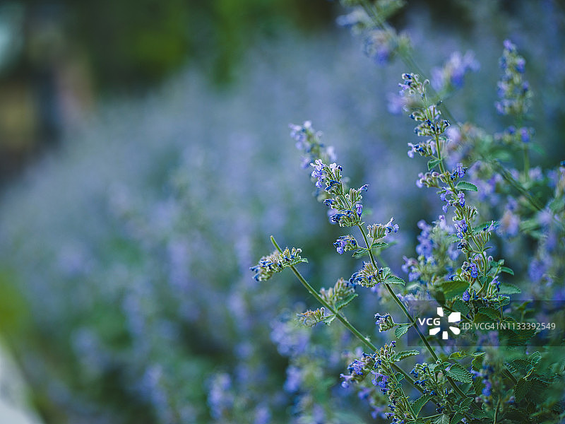 巨型荆芥图片素材