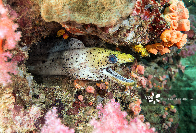 家门口的流苏海鳝图片素材