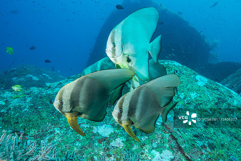 长鳍蝙蝠鱼在大岩石间游动图片素材