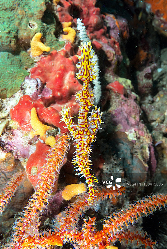 海扇中隐藏的华丽海龙图片素材