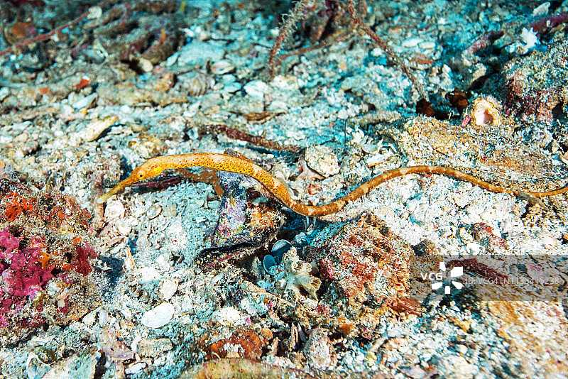 在海底游动的短尾海龙图片素材