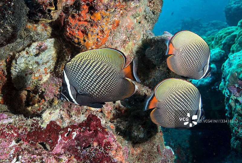 三只红尾蝴蝶鱼在珊瑚礁上游动图片素材