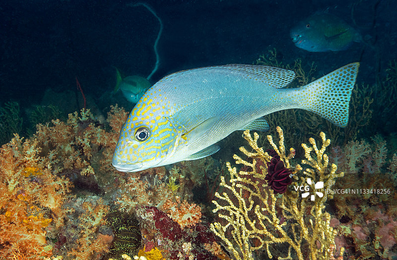 珊瑚礁中游动的彩绘石鲈图片素材