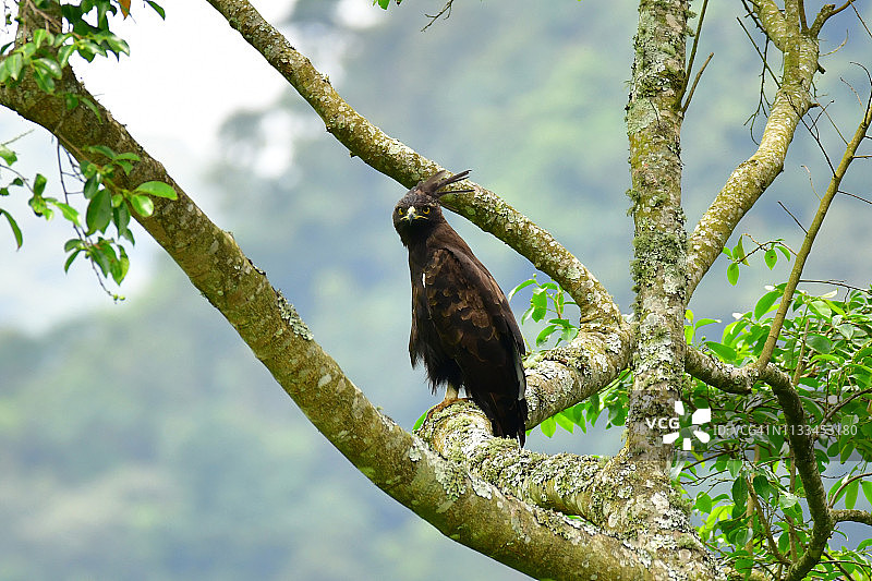 长冠鹰图片素材