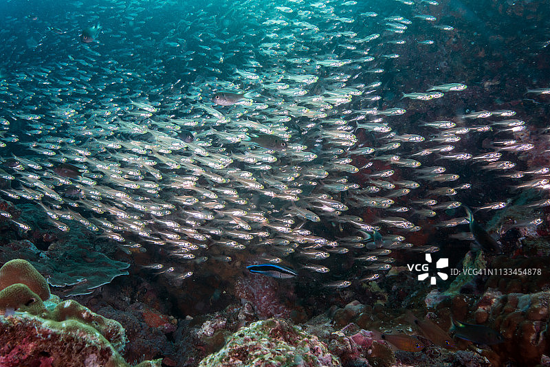 洞穴中的大棘玻璃鱼群图片素材