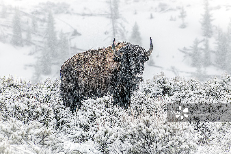 美国黄石公园雪中吃草的野牛图片素材