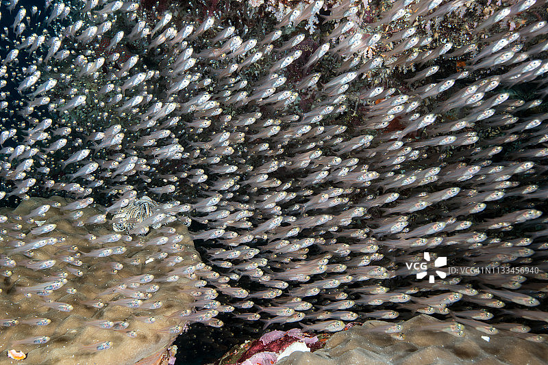 洞穴中的大棘玻璃鱼群图片素材