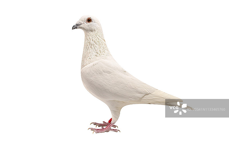 信鸽的肖像，工作室拍摄图片素材
