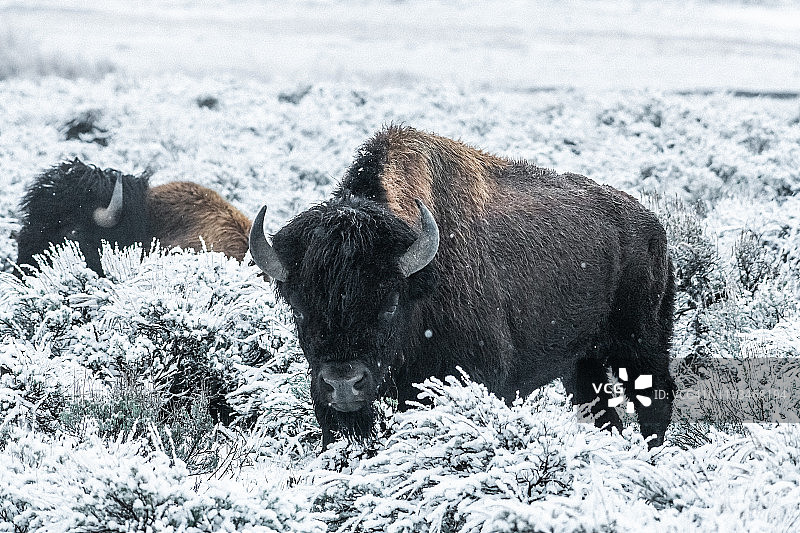 美国黄石公园雪中吃草的野牛图片素材