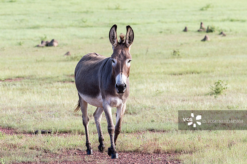 野驴与水牛同 paddock图片素材