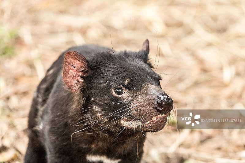 未患面部肿瘤的袋獾图片素材