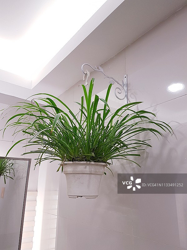 吊篮中的吊兰图片素材