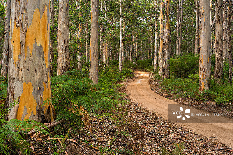 博拉纳普卡里森林，澳大利亚玛格丽特河区域图片素材