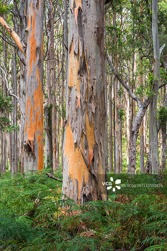 博拉纳普卡里森林，澳大利亚玛格丽特河区域图片素材