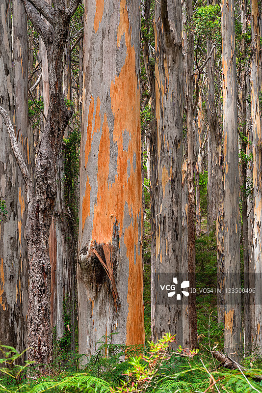 博拉纳普卡里森林，澳大利亚玛格丽特河区域图片素材