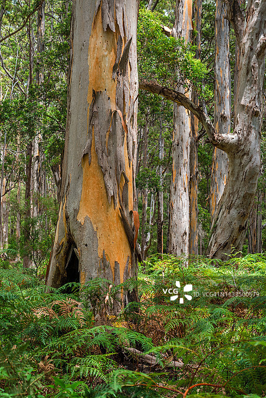博拉纳普卡里森林，澳大利亚玛格丽特河区域图片素材