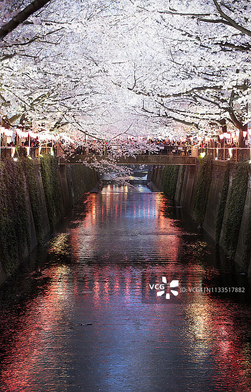 东京目黑川的灯光樱花图片素材