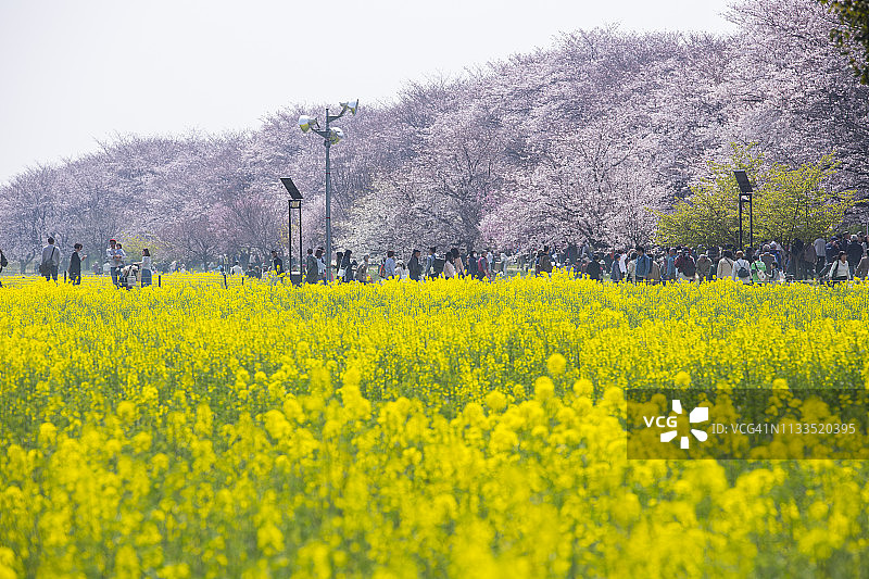 日本樱花节图片素材