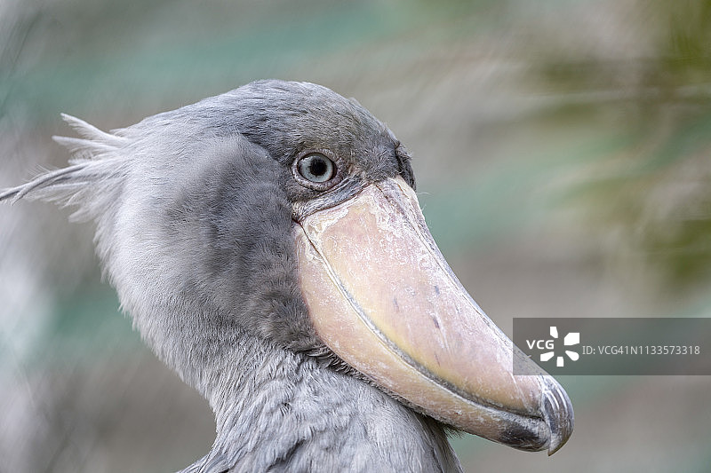鲸头鹳图片素材