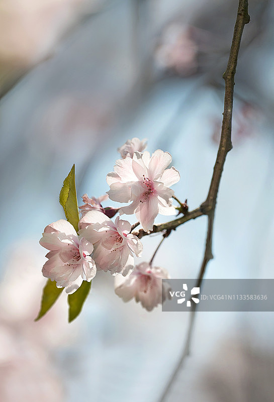 日本九州的粉色垂枝樱花图片素材