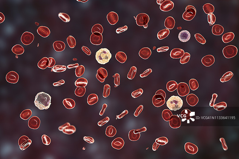 正常血涂片图示图片素材