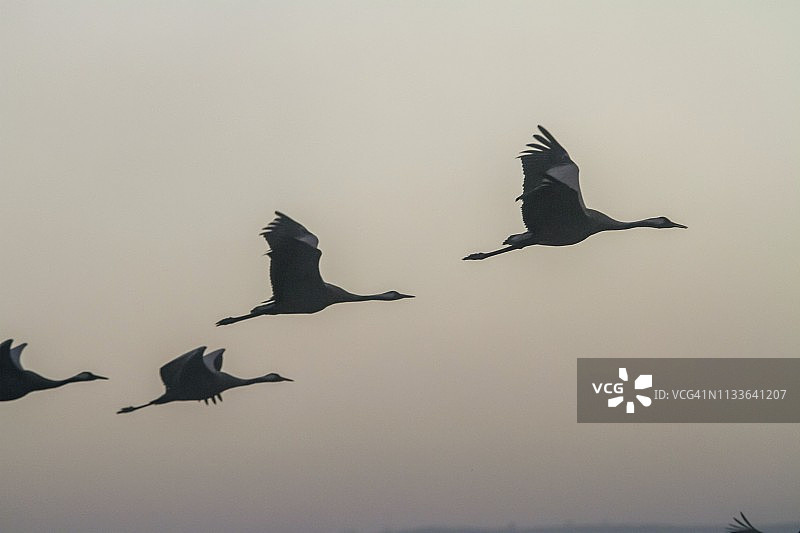 飞行中的普通鹤图片素材