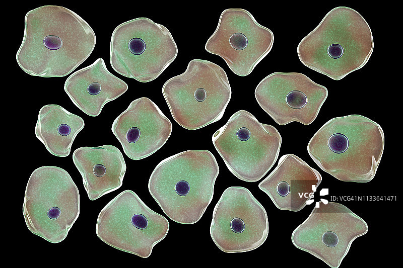 鳞状上皮细胞插图图片素材