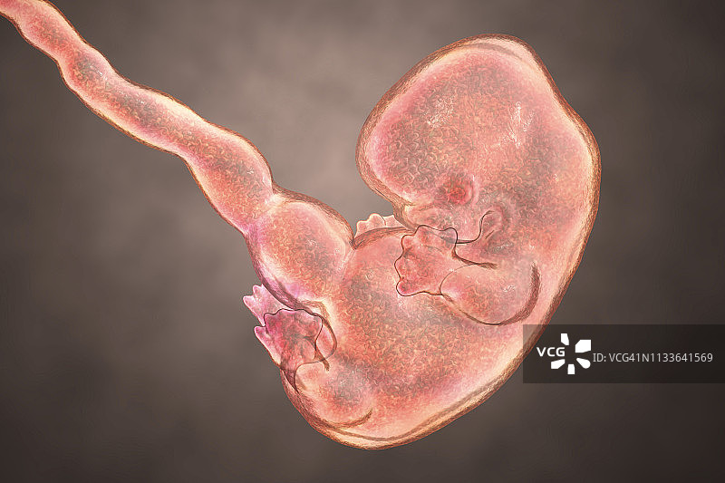 人类胚胎7周插图图片素材