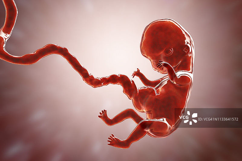 8周人类胚胎插图图片素材