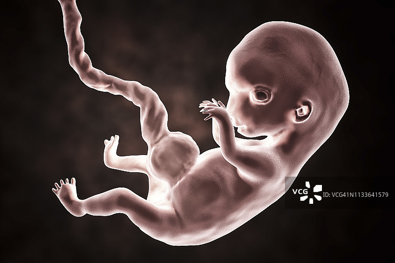 8周人类胚胎插图图片素材