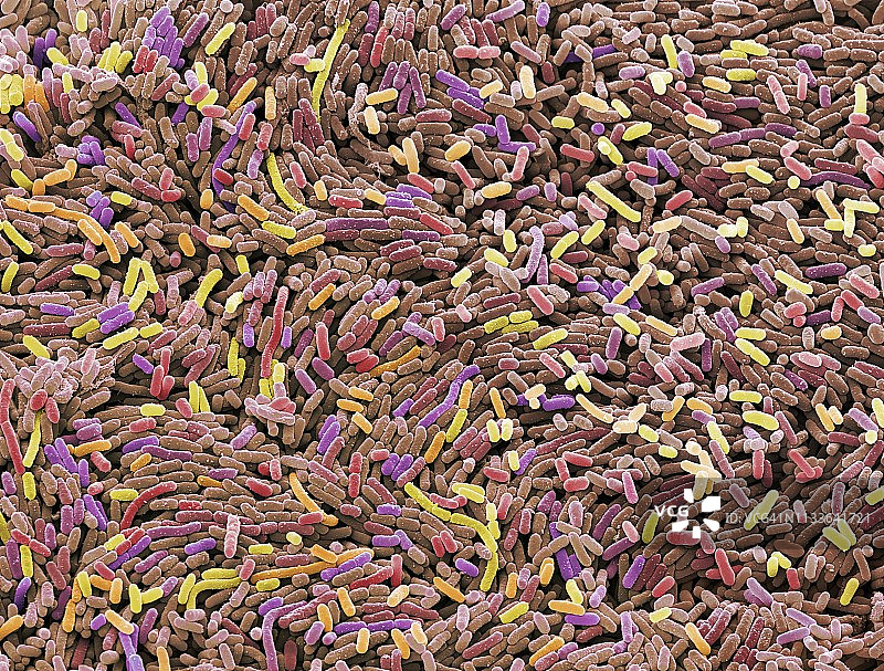 大肠杆菌细菌，扫描电镜图片素材