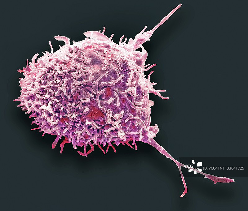 间充质干细胞扫描电镜图图片素材