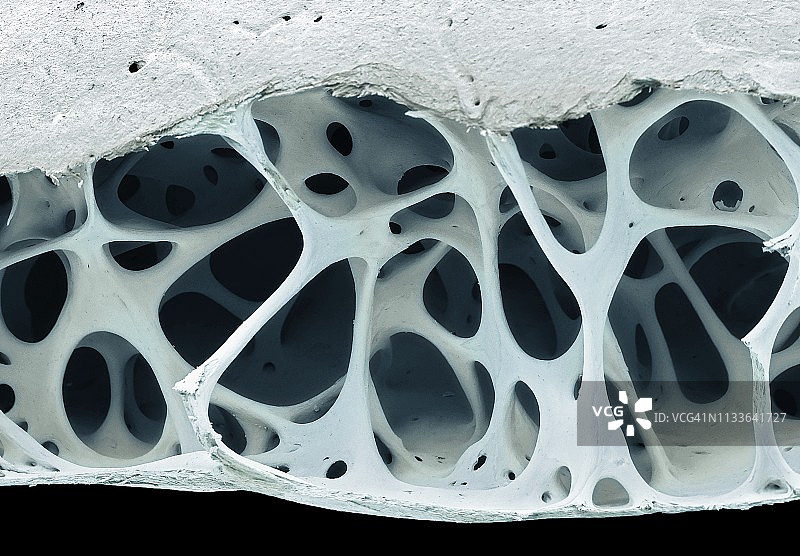 鸟类骨骼组织扫描电镜图图片素材