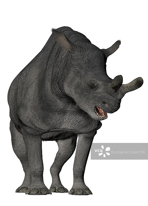 巨角犀图片素材