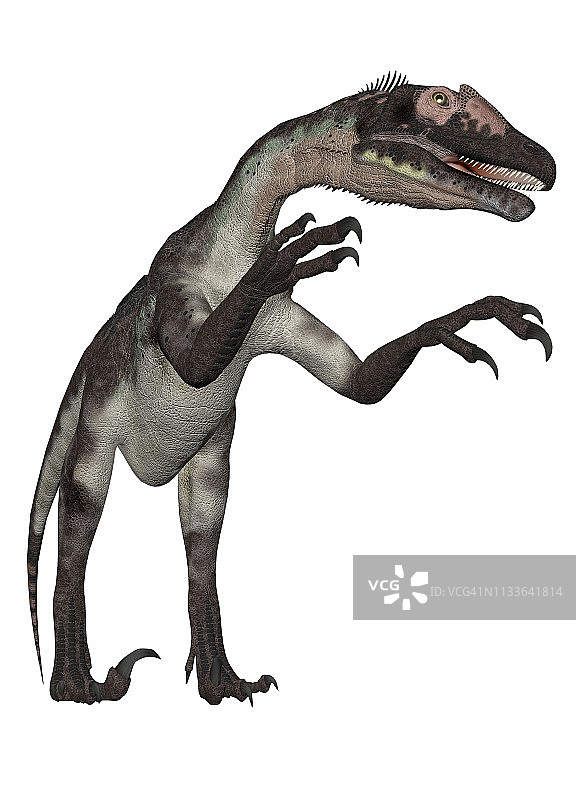 犹他盗龙图片素材