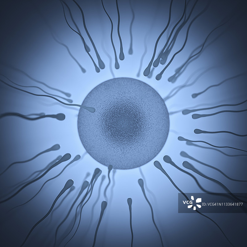 精子和卵子插图图片素材