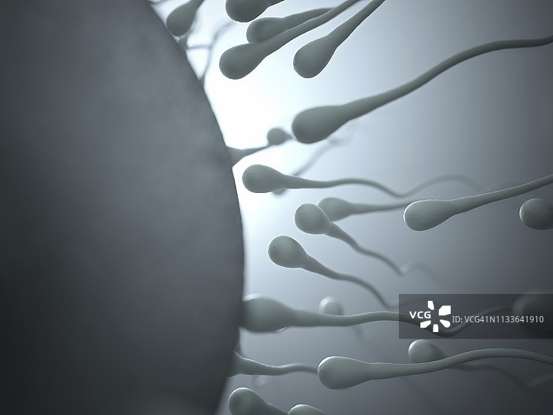 精子接近卵子，图示图片素材