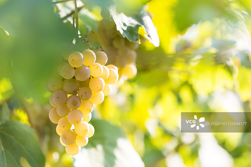 葡萄园中带有复制空间的白葡萄酒葡萄，背景模糊图片素材