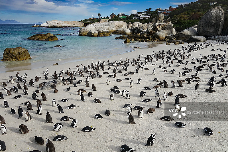 巨石海滩上的非洲企鹅图片素材