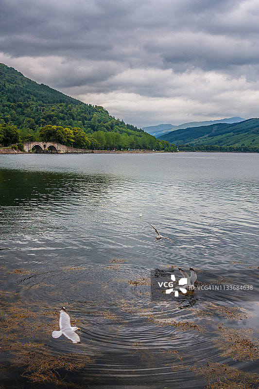 法恩湖上的海鸥图片素材