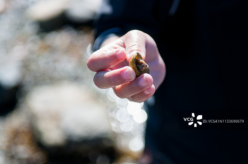 寻找寄居蟹图片素材