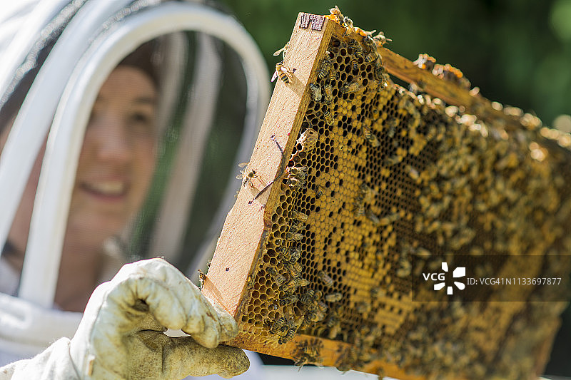 检查蜂箱的进展情况图片素材