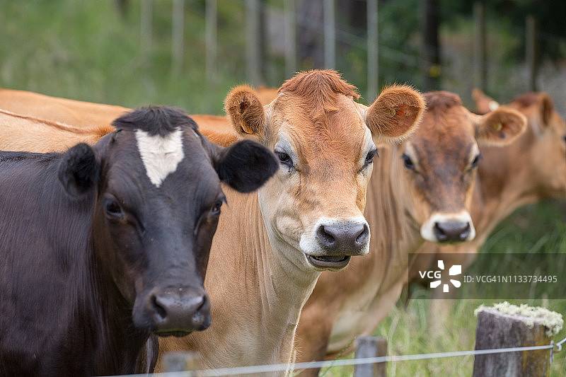 围栏里的奶牛图片素材