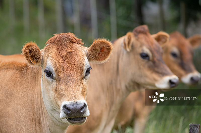 围栏里的奶牛图片素材