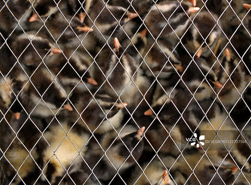 卡拉奇的鸟类市场图片素材