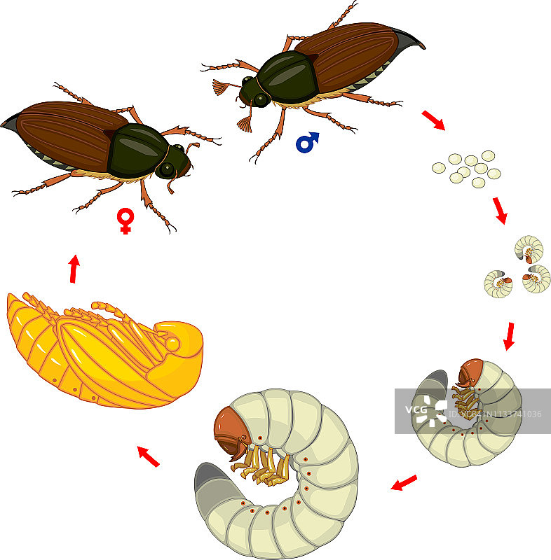 欧洲金龟子的生命周期，从卵到成虫的各个阶段图片素材