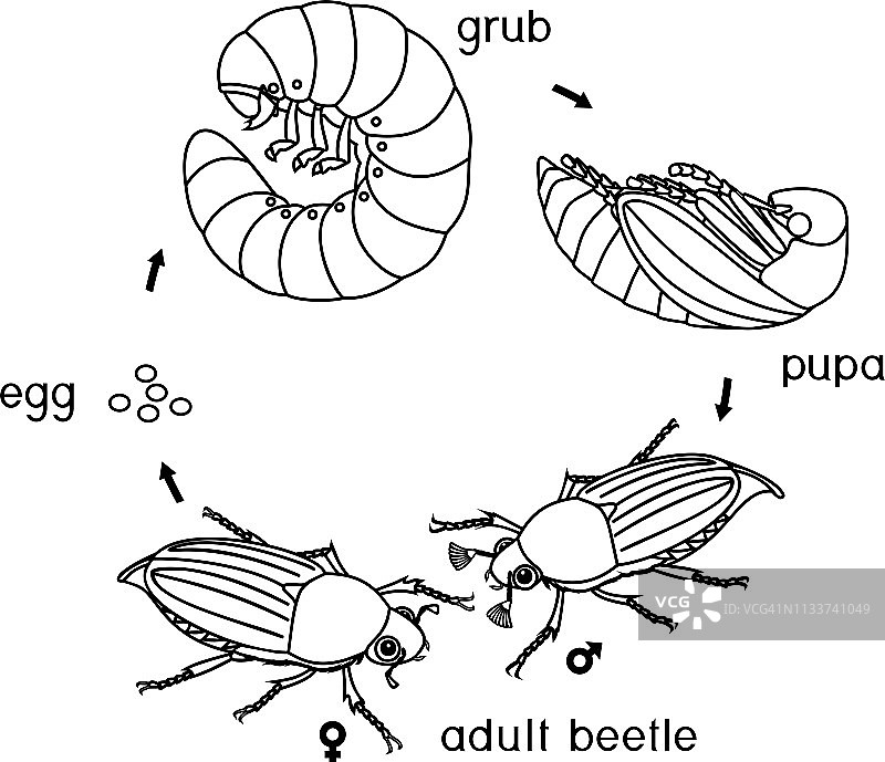 五月金龟子生命周期涂色页：从卵到成虫的生长阶段图片素材