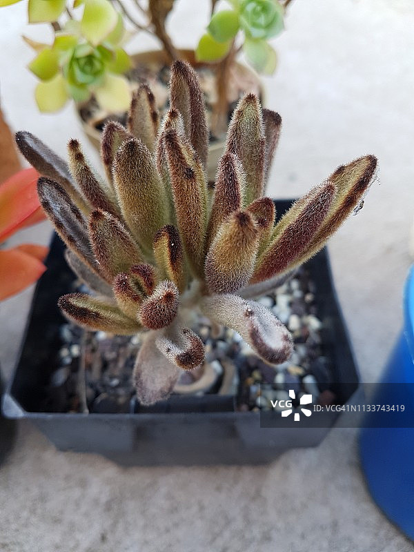 绒毛掌或熊猫植物，又称猫耳朵和巧克力士兵图片素材